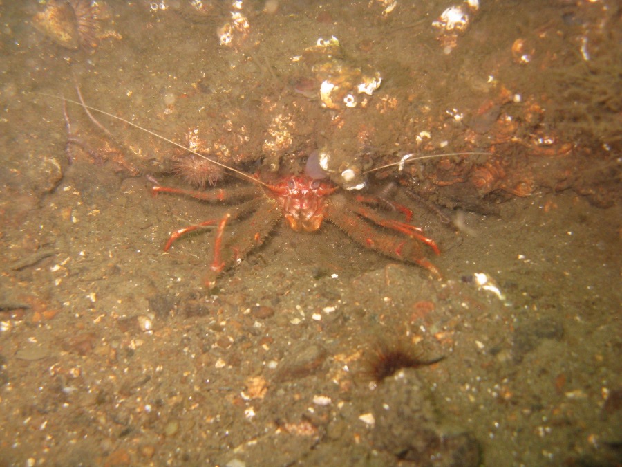 Dive Photos/2009-06 Loch Long/img_0535.jpg